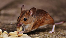 24 Hour & Emergency Exterminators in Mehoopany, PA